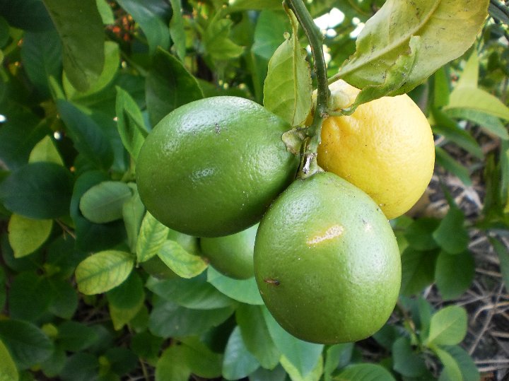 Sweet lime  Citrus nobilus.JPG - Citrus nobilus: Sweet lime